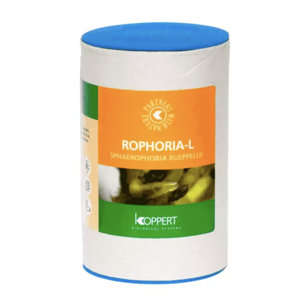Larve di Sirfide – Rophoria-L