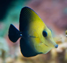 Zebrasoma scopas